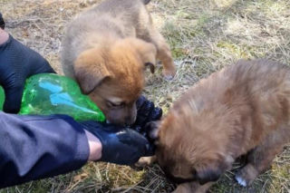 Pięcioro szczeniąt porzuconych w lesie. „Nie miały praktycznie żadnych szans”