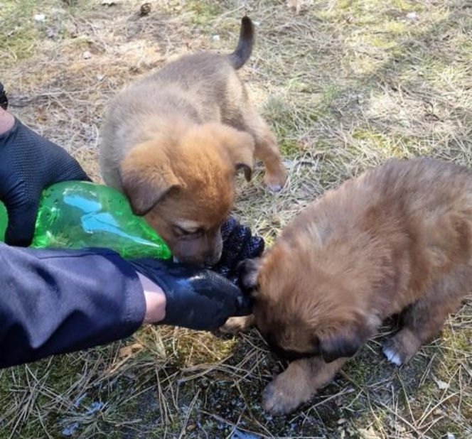 Pięcioro szczeniąt porzuconych w lesie. „Nie miały praktycznie żadnych szans”