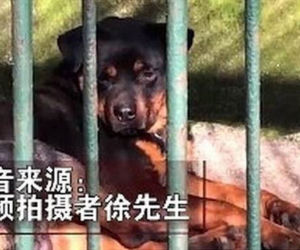 Chińczycy podrobili wilki! Nie zgadniesz co zrobili pracownicy zoo