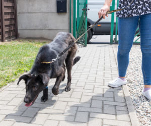 Pies walczy o życie po postrzeleniu 