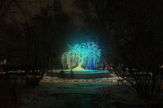 Odwiedziliśmy zaśnieżony Magiczny Botaniczny. Świetlista atrakcja w Warszawie przyciąga tłumy