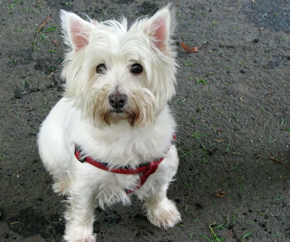 Pies rasy terrier - zdj. poglądowe