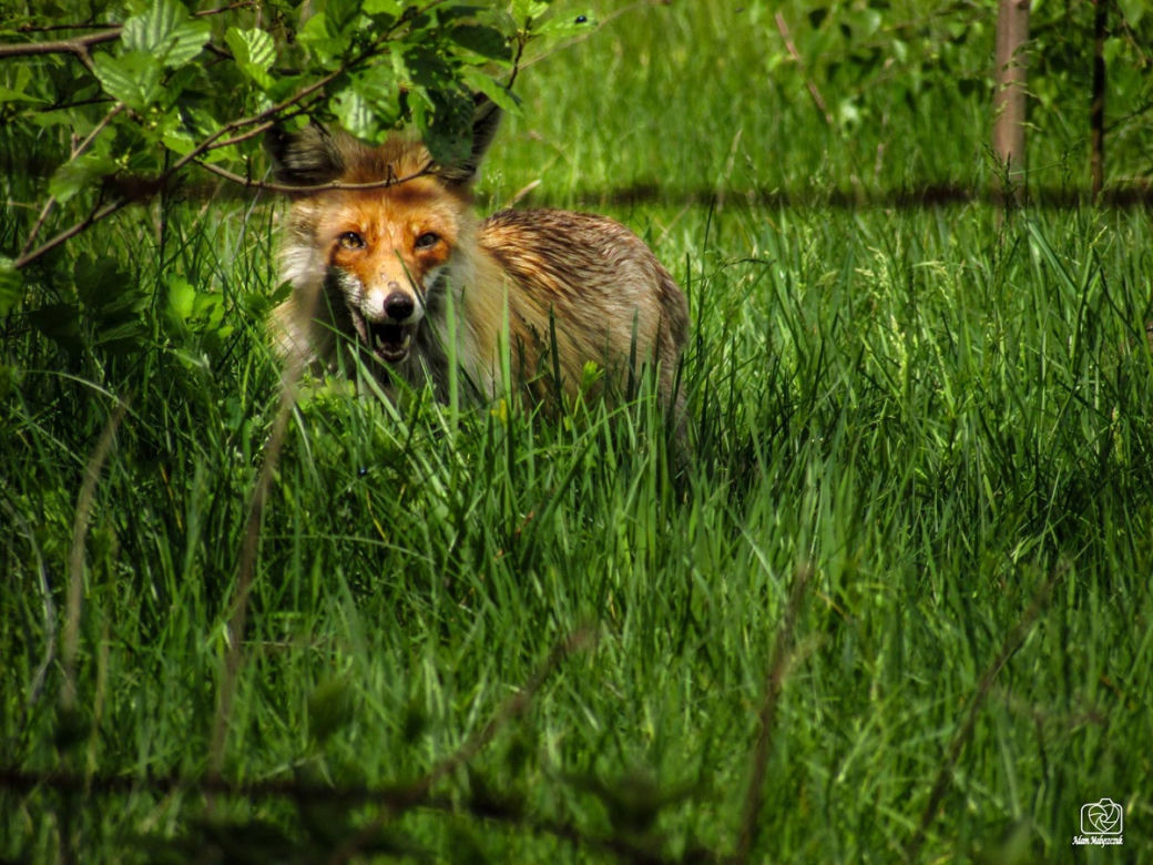 Podlaska fauna