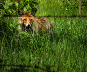 Podlaska fauna