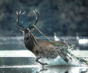 „Leśne Fotografie” rozstrzygnięte