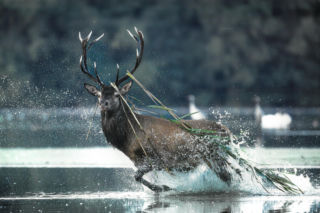„Leśne Fotografie” rozstrzygnięte