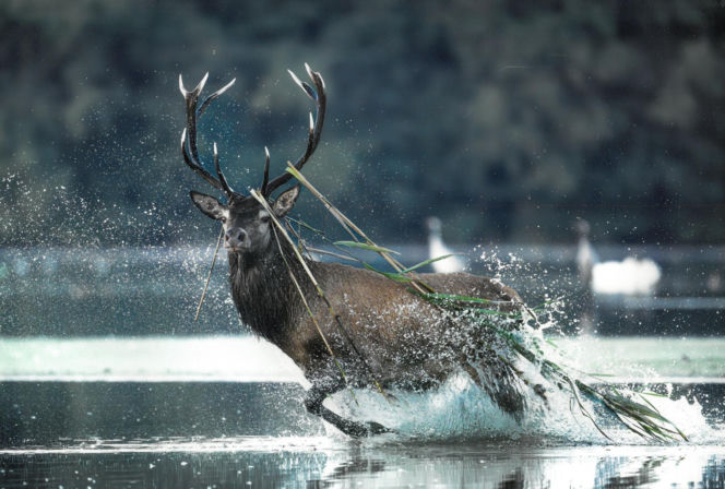 Nagroda Specjalna Dyrektora Ośrodka Kultury Leśnej w Gołuchowie, Magdalena Szmania z Wałbrzycha za zdjęcie „Jeleń – król lasu”.
