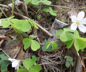 52. Rajd Spotkanie z wiosną