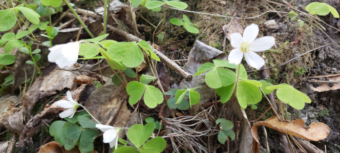 52. Rajd Spotkanie z wiosną