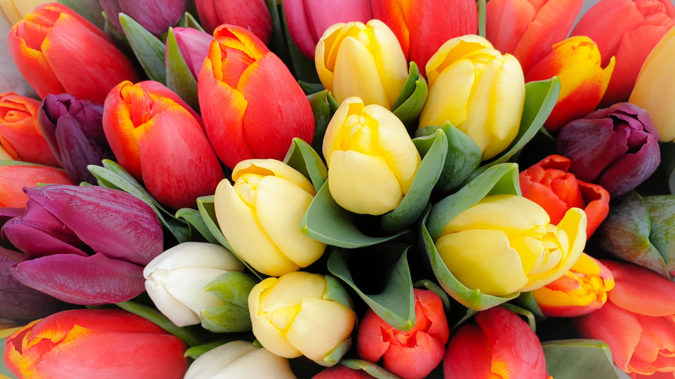Tulipan