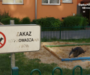 dzik w piaskownicy