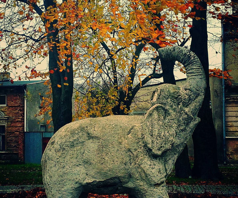 Warszewski słonik