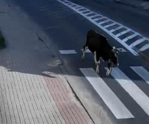 „Moo-żesz to zobaczyć?” Krowa z Żuromina stała się gwiazdą internetu