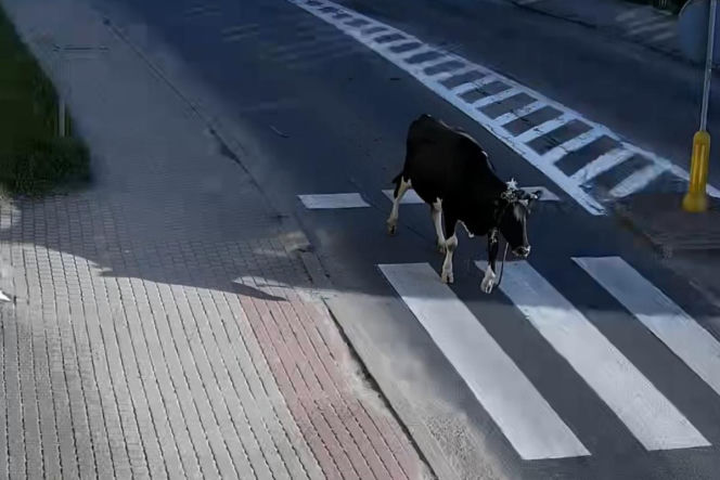 „Moo-żesz to zobaczyć?” Krowa z Żuromina stała się gwiazdą internetu