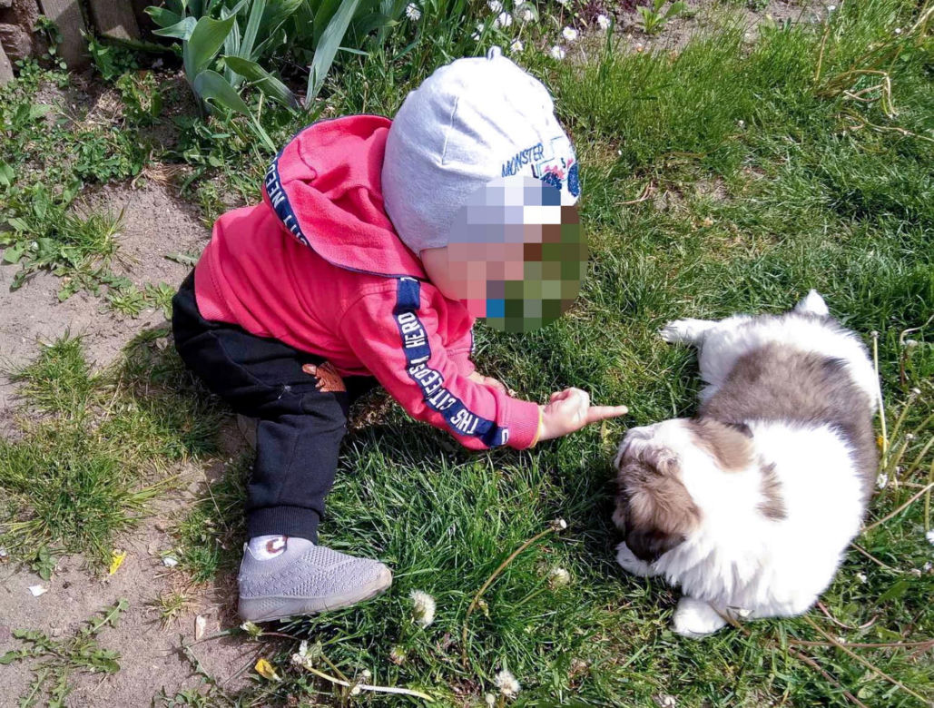  Wilki rozszarpały dwa psy na oczach malutkiego Stasia! Mieszkańcy przerażeni