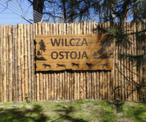 Wilcza Ostoja we wrocławskim zoo