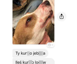 Rzuciła go dziewczyna, więc brutalnie skatował psa. Patrz kur*o jeb**a szmato, krew tryska na wszystkie strony [DRASTYCZNE ZDJĘCIA]