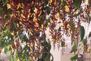 Tunbergia mysorska - Thunbergia mysorensis