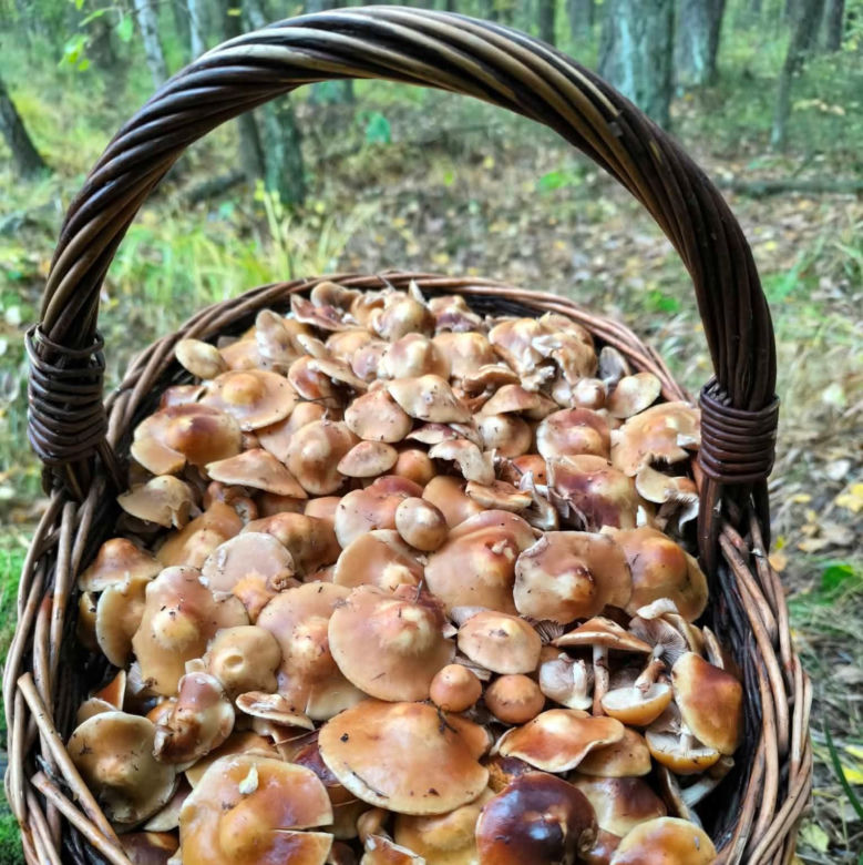 Łuskwiak zmienny