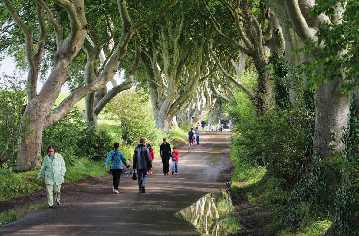 The Dark Hedges w Irlandii Północnej 