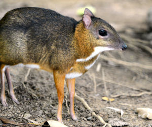 Myszojeleń z łódzkiego ZOO