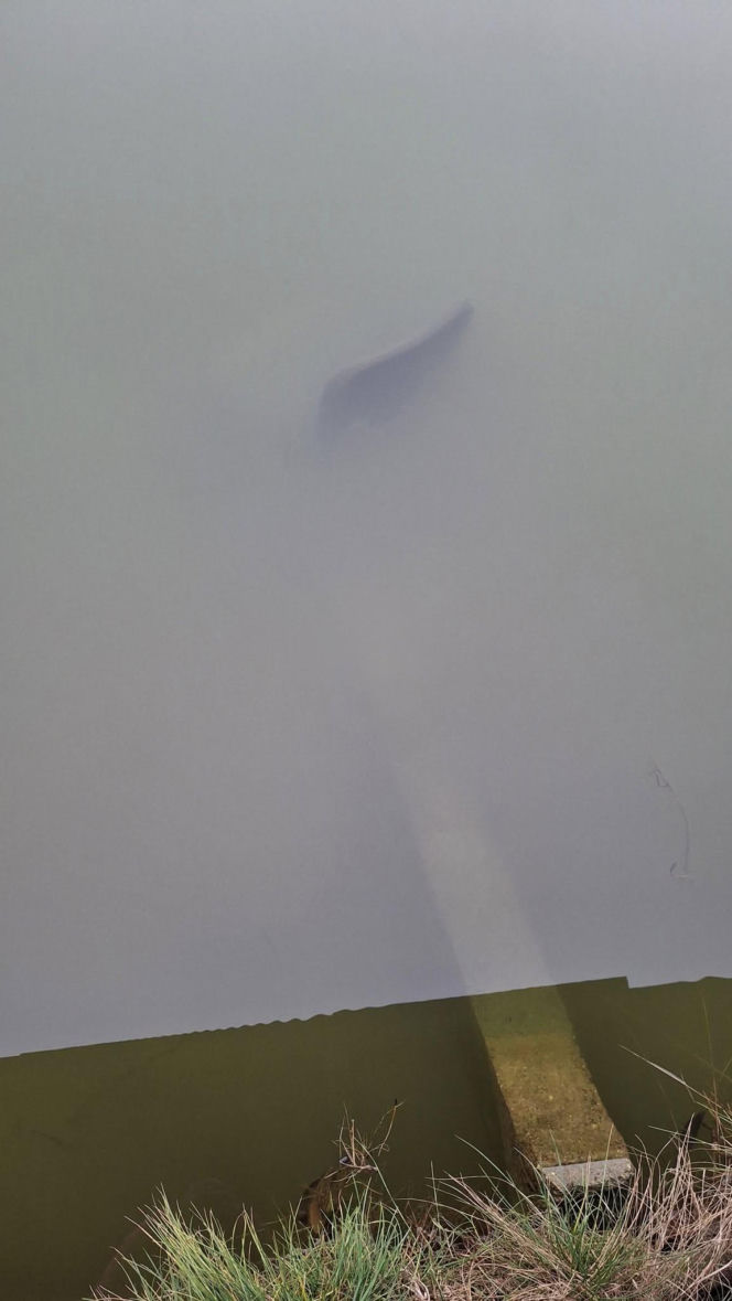 Koszmar w agroturystyce. Owce i daniele zagryzione, część zwierząt wrzucona do stawu!