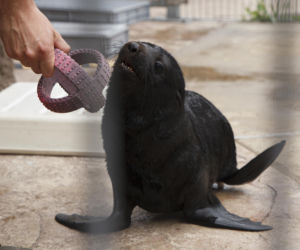 Mały kotik we wrocławskim zoo dostał imię Bruno