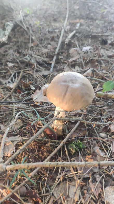 Grzybobranie Podkarpacie
