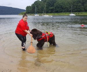 I Festiwal Psów Ratowniczych na plaży miejskiej w Żywcu