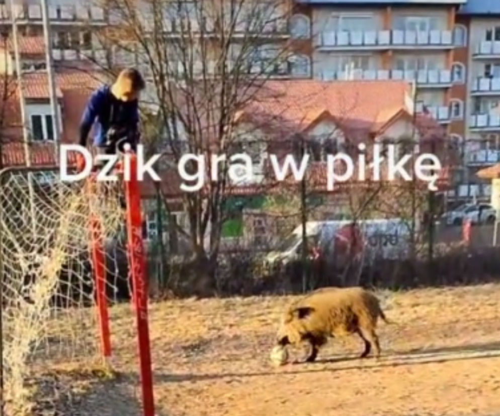 Dzik z Olsztyna GRAŁ W PIŁKĘ NOŻNĄ! Swoimi umiejętnościami zachwycił całą Polskę [NAGRANIE]