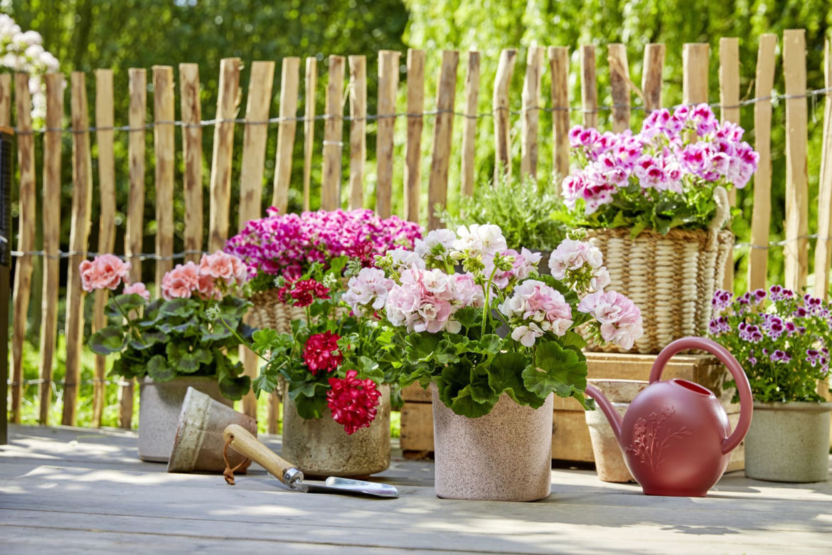 Pelargonie