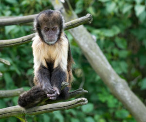Nowi mieszkańcy wrocławskiego zoo