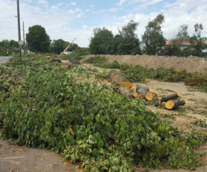 Były starsze od niejednego mieszkańca Leszna.  Z ul. Szybowników znikają dorodne lipy