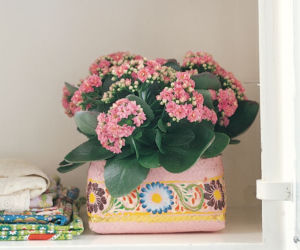 Kalanchoe