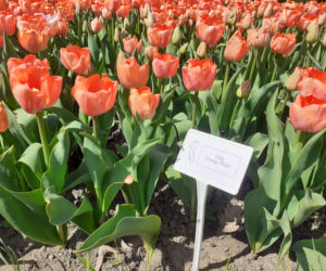 Tulipany w łódzkim botaniku
