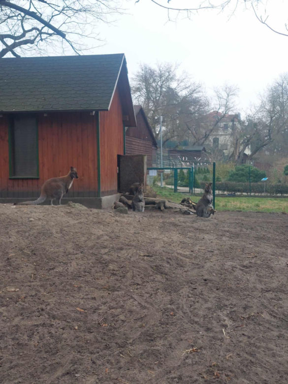 Taraje i kangurzątka. Złoty czas Ogrodu Zoobotanicznego w Toruniu