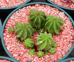 Astrophytum capricorne