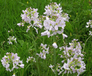 Mydlnica lekarska