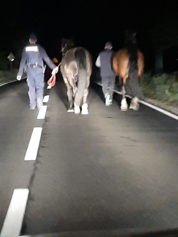Niecodzienna akcja policjantów z Rypina. Nocne wezwanie do... biegających koni!
