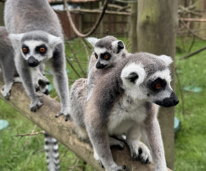 W zoo pod Lublinem urodził się lemur