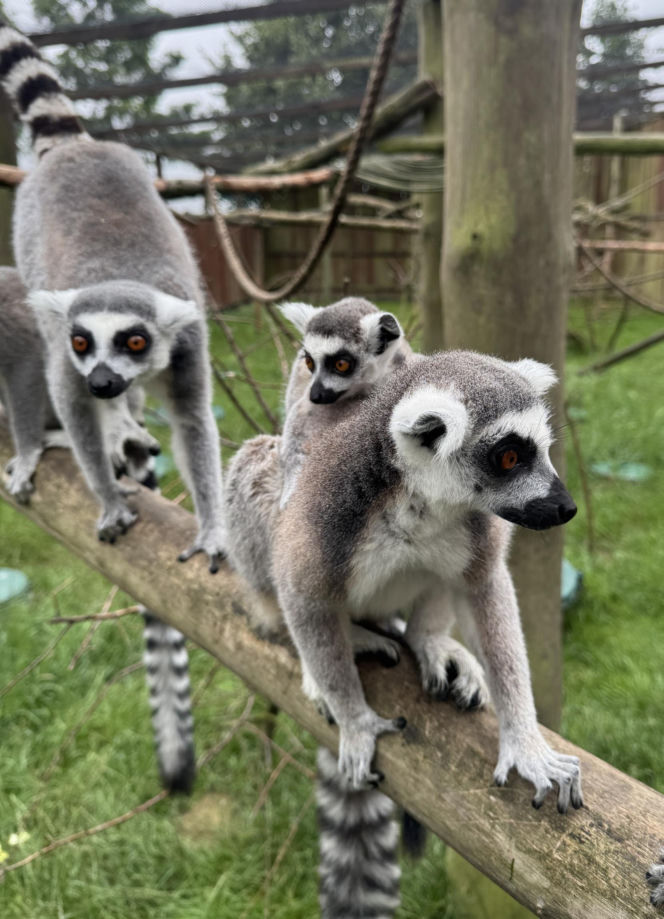 W zoo pod Lublinem urodził się lemur