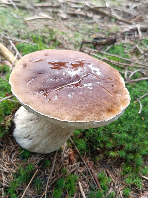 Ale okazy! Takie grzyby są na Dolnym Śląsku. Mieszkańcy chwalą się zbiorami 