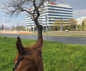 Rondo Mogilskie to stan umysłu! Jazda na koniu i wodny tramwaj to nie wszystko