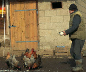 Rolnicy. Podlasie. Andrzej: To wszystko poobcinaj! Na łyso zrób!. Porządkowanie podwórka w Plutyczach