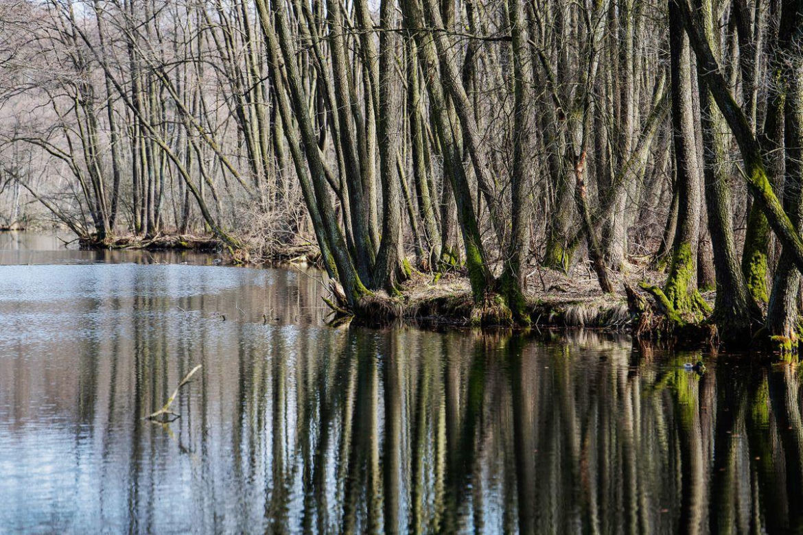 Rezerwat Niebieskie Źródła