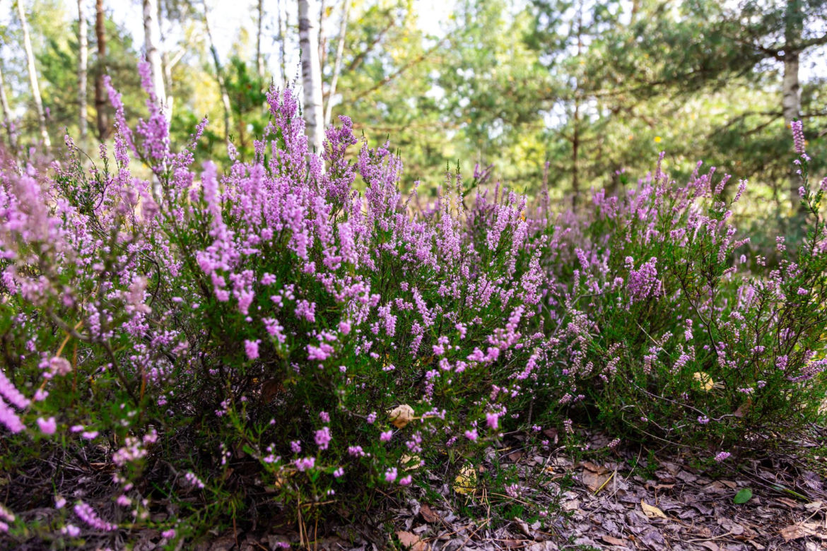 Wrzosowiska Mostówka