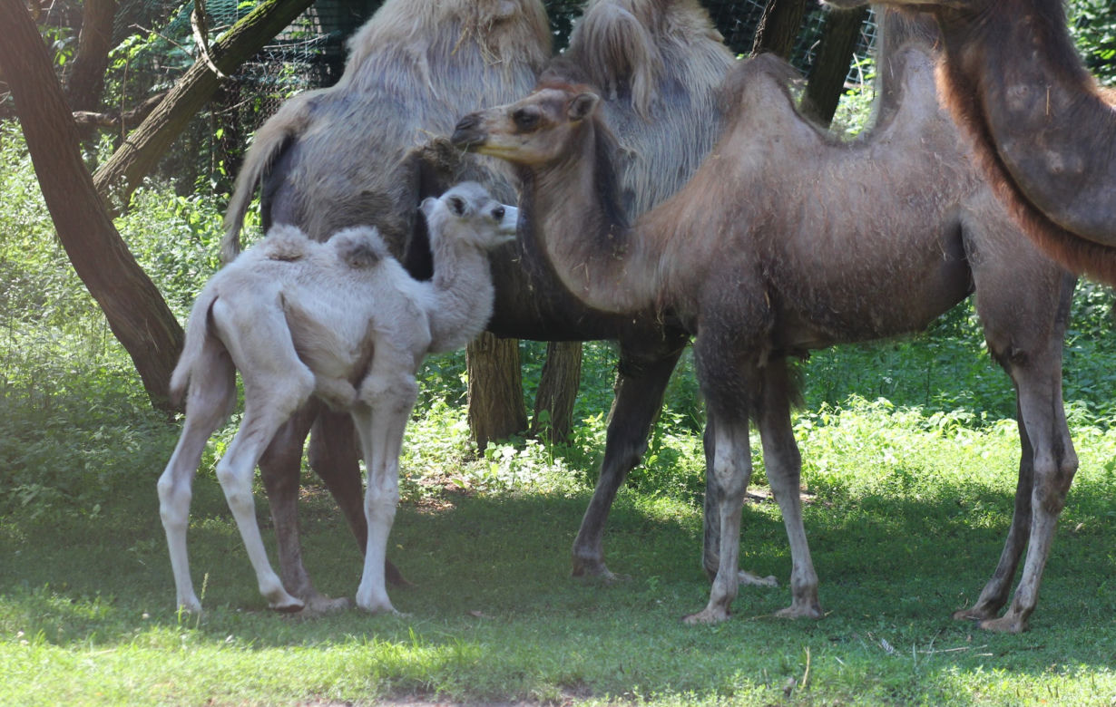 Wielbłąd Maniek zachwyci odwiedzających w warszawskim ZOO