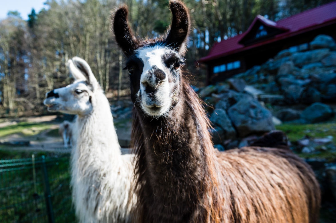 Koronawirus w Trójmieście. Zwierzęta z zoo tęsknią za ludźmi