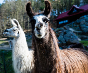 Koronawirus w Trójmieście. Zwierzęta z zoo tęsknią za ludźmi