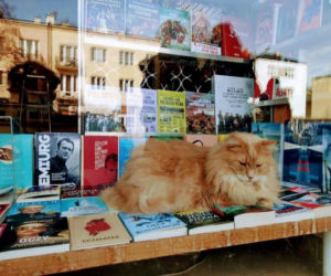 Nie żyje kot Cezar. Był symbolem popularnej księgarni na Saskiej Kępie 